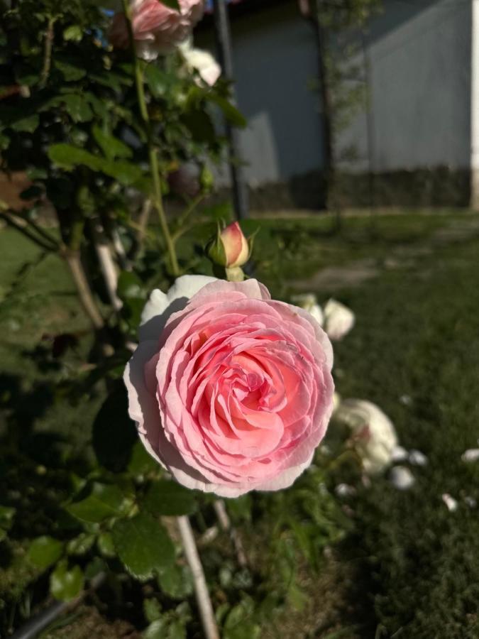 Хотелски Комплекс Копитото Tamarino Kültér fotó